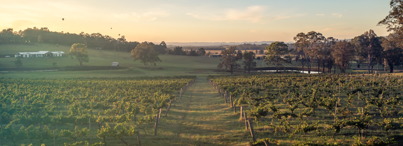 Molly Morgan Vineyard